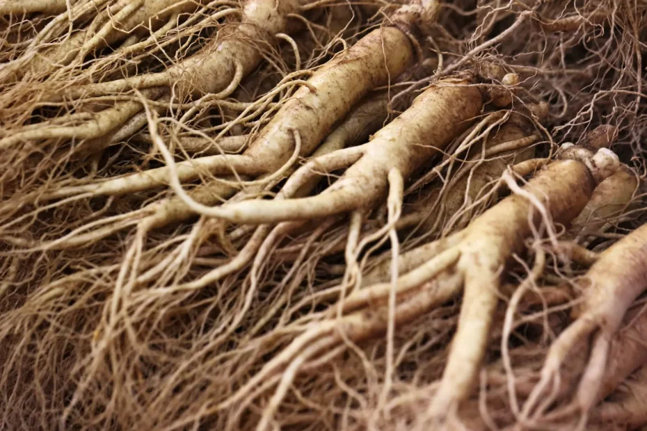 โสมเกาหลี